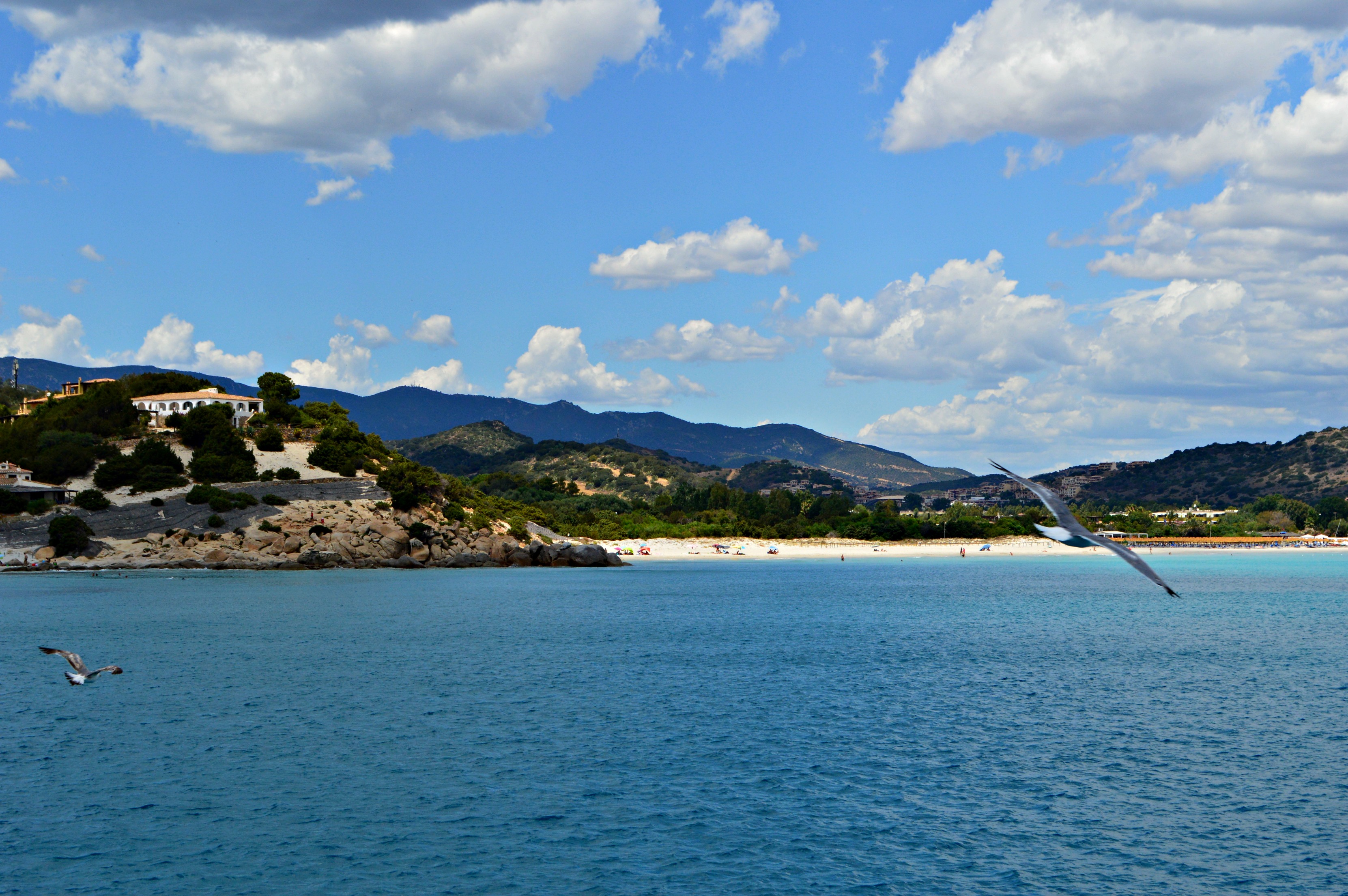 barbabolario-gabbiani