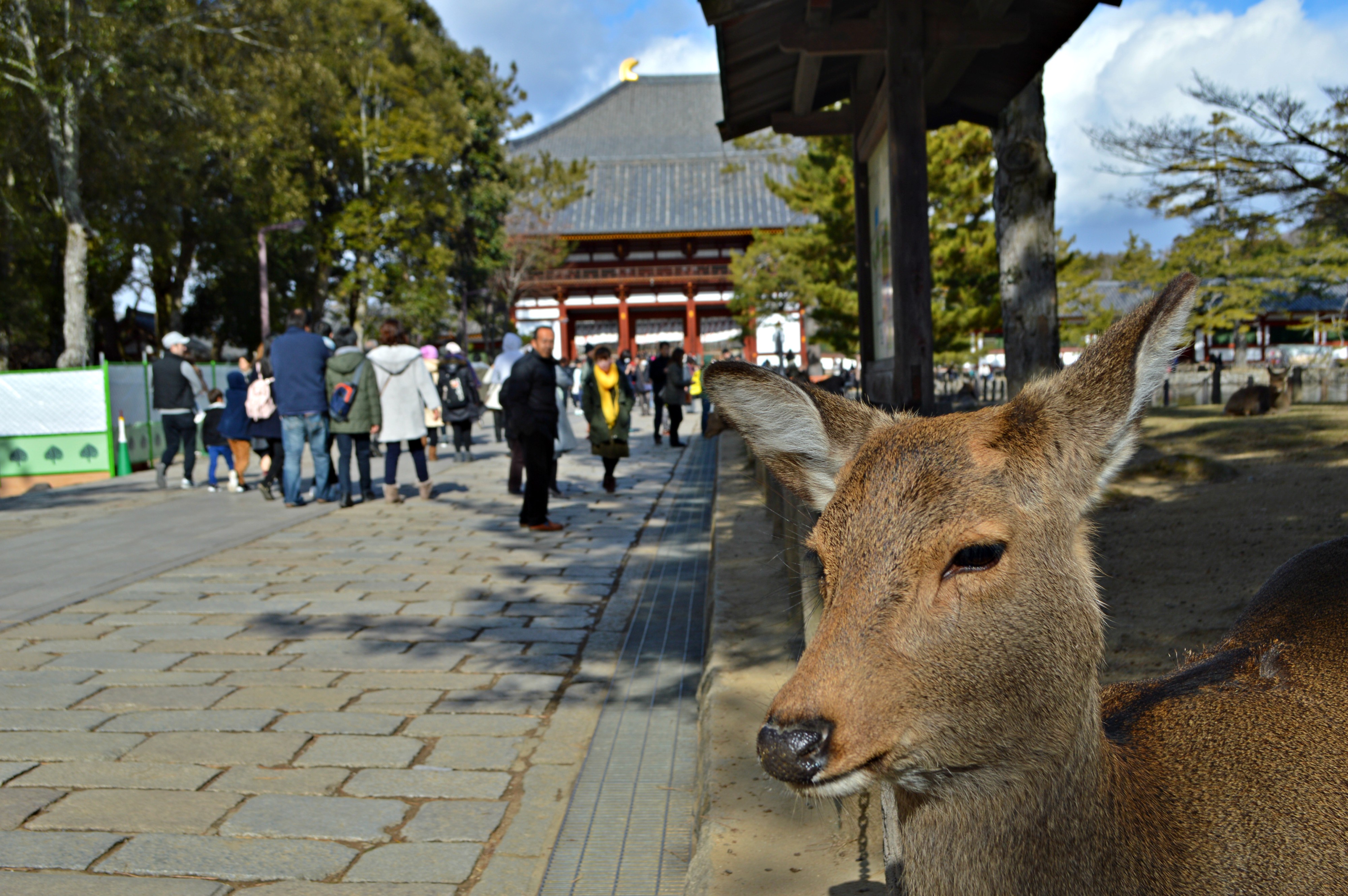 nara (1)